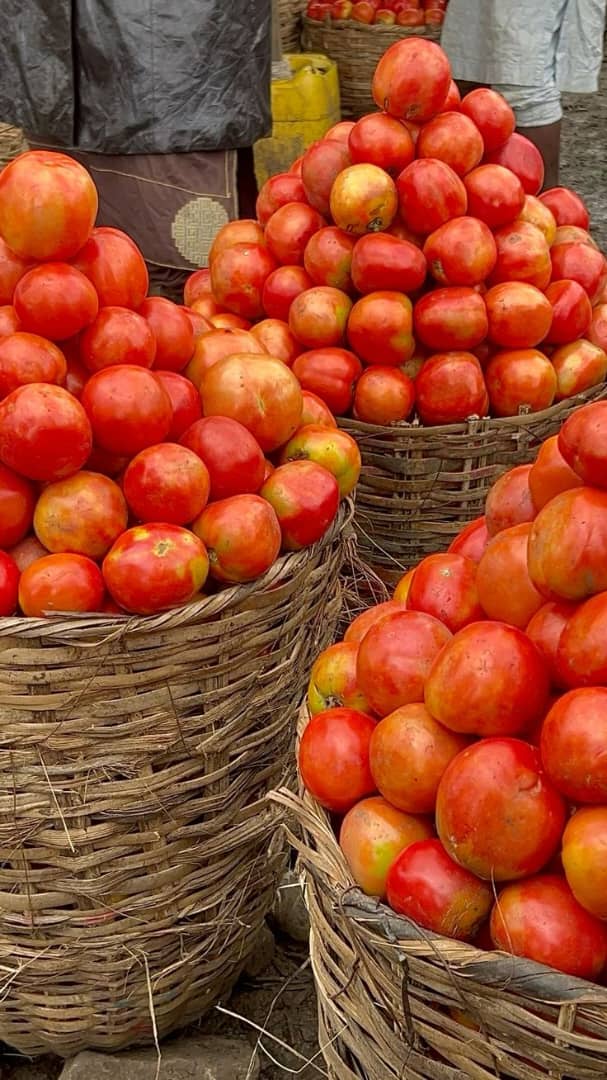 Fresh Tomatoes